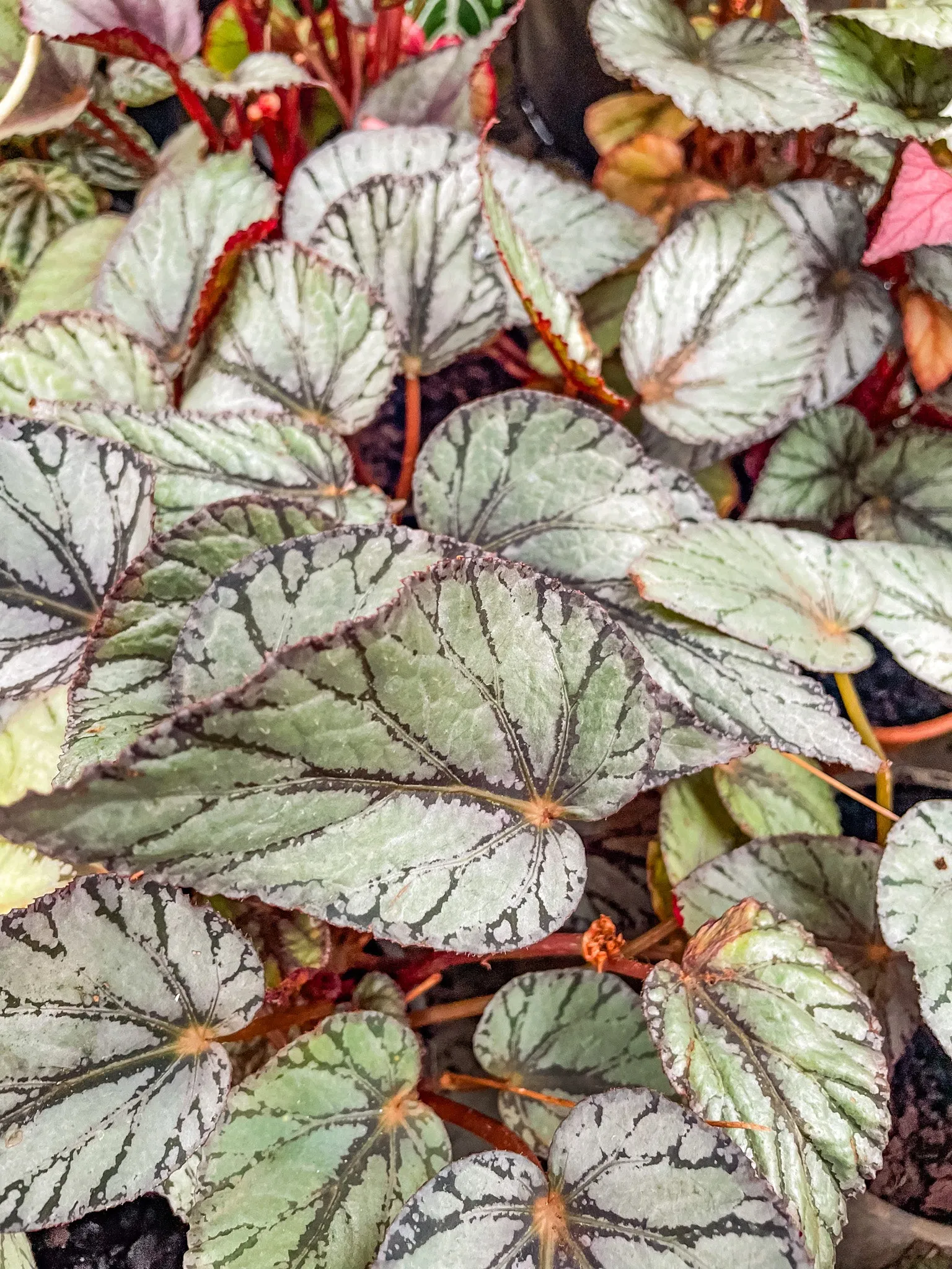 Begonia X Red Mixed 15cm